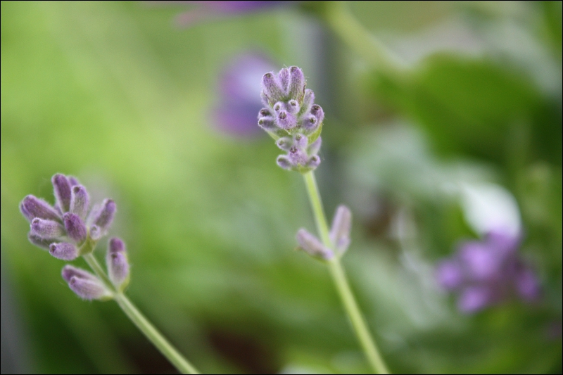 Lavendel stillschweigend