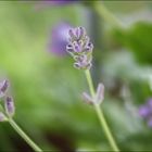 Lavendel stillschweigend