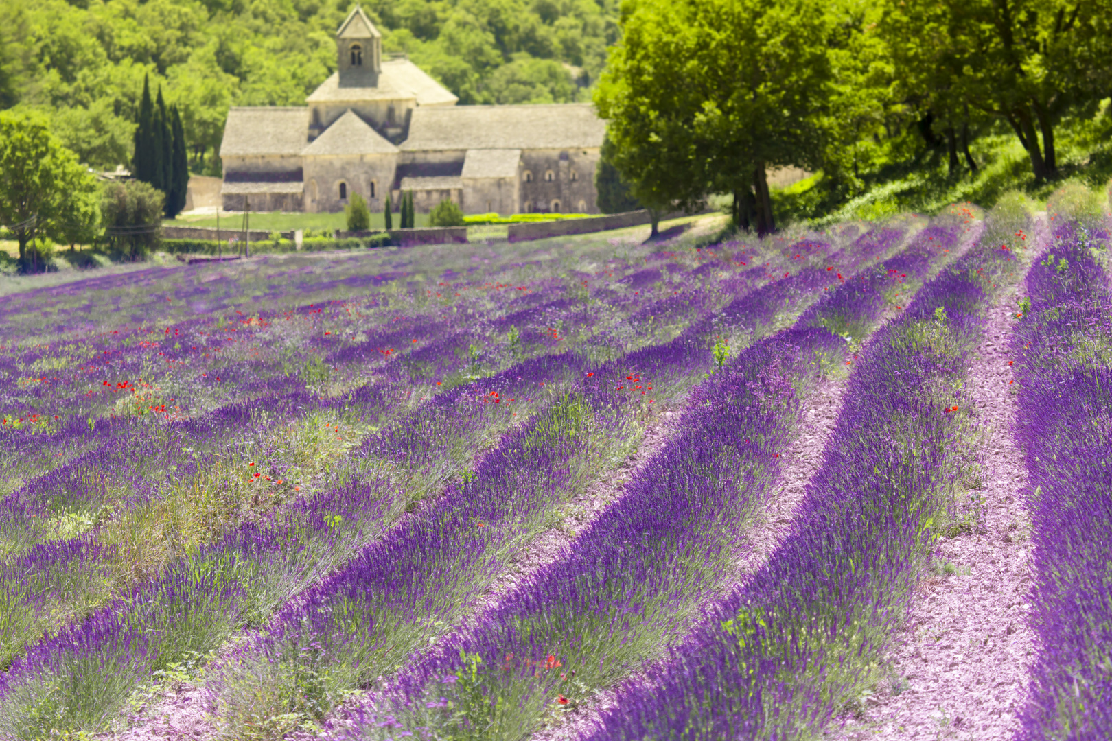 Lavendel Südfrankreich