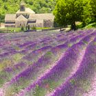 Lavendel Südfrankreich