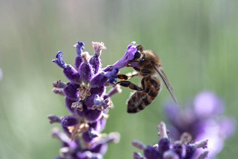 Lavendel Summ Summ 1