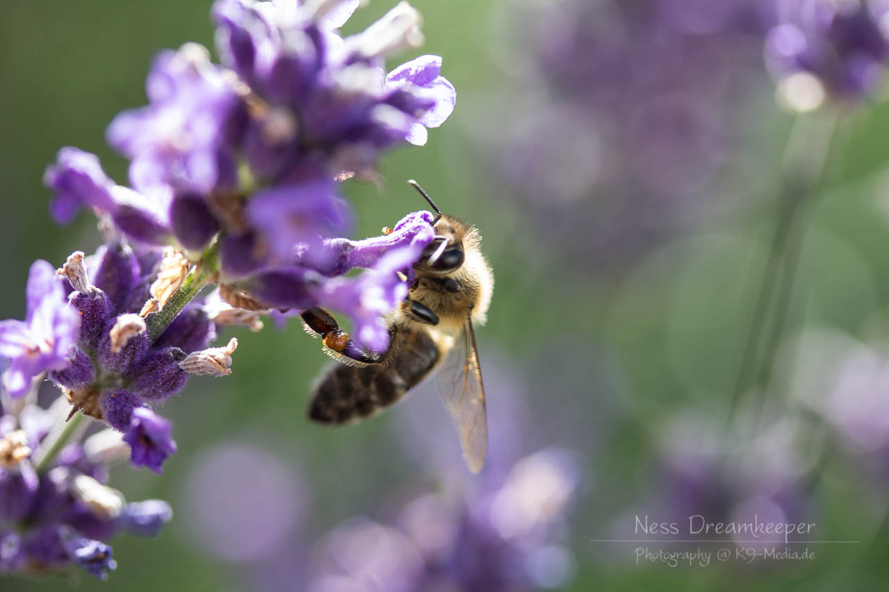 Lavendel Summ Summ 2