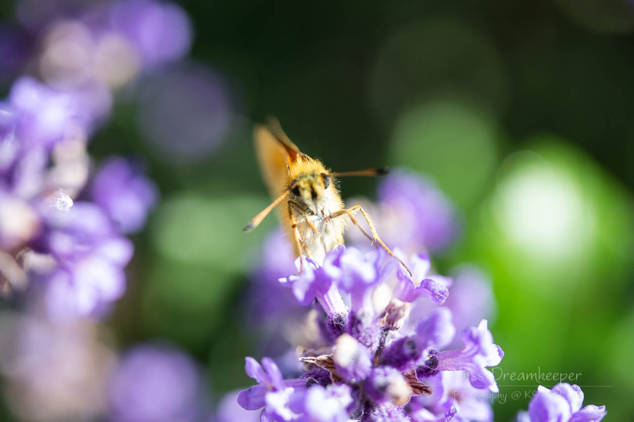 Lavendel Summ Summ 3