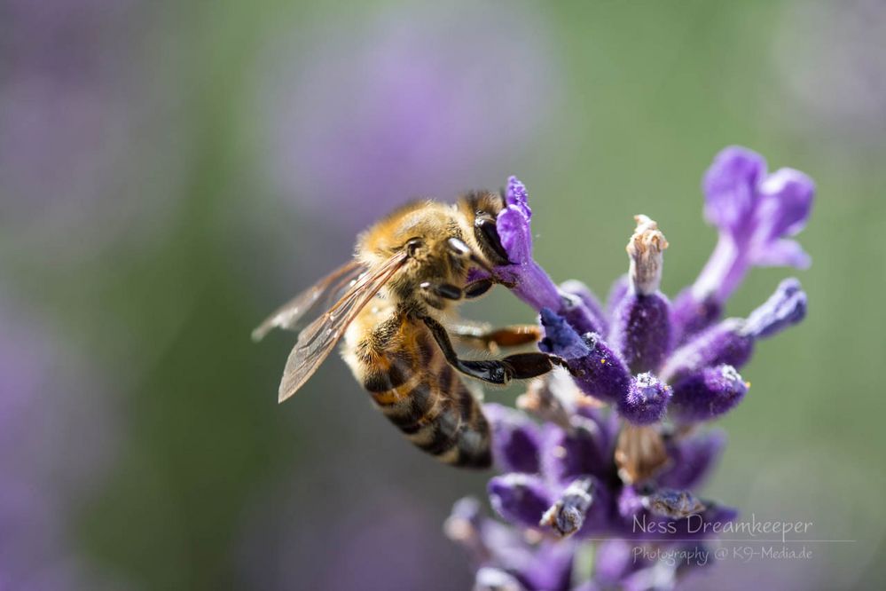 Lavendel Summ Summ 5