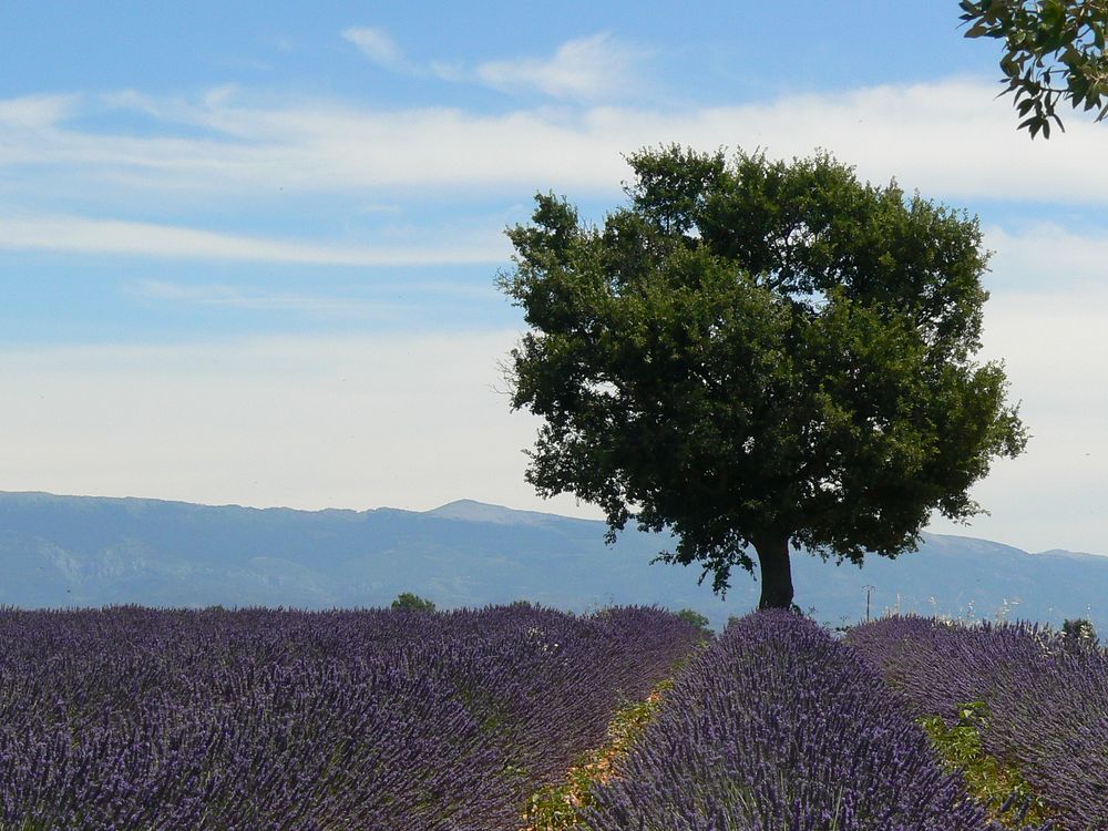 Lavendel-Traum