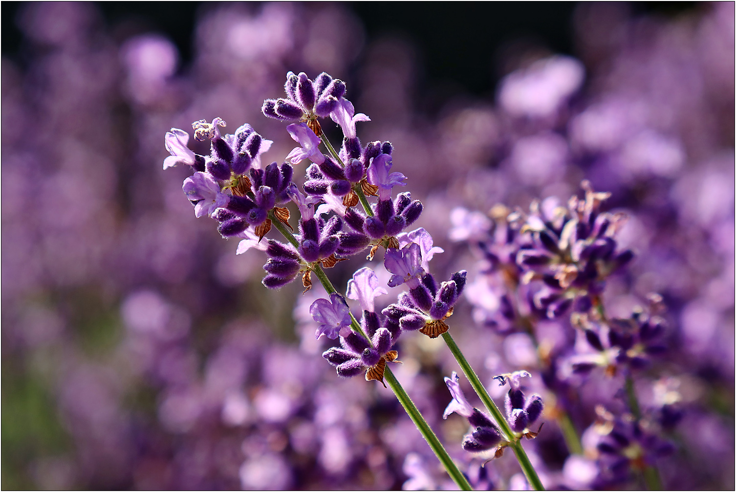 Lavendel-Traum