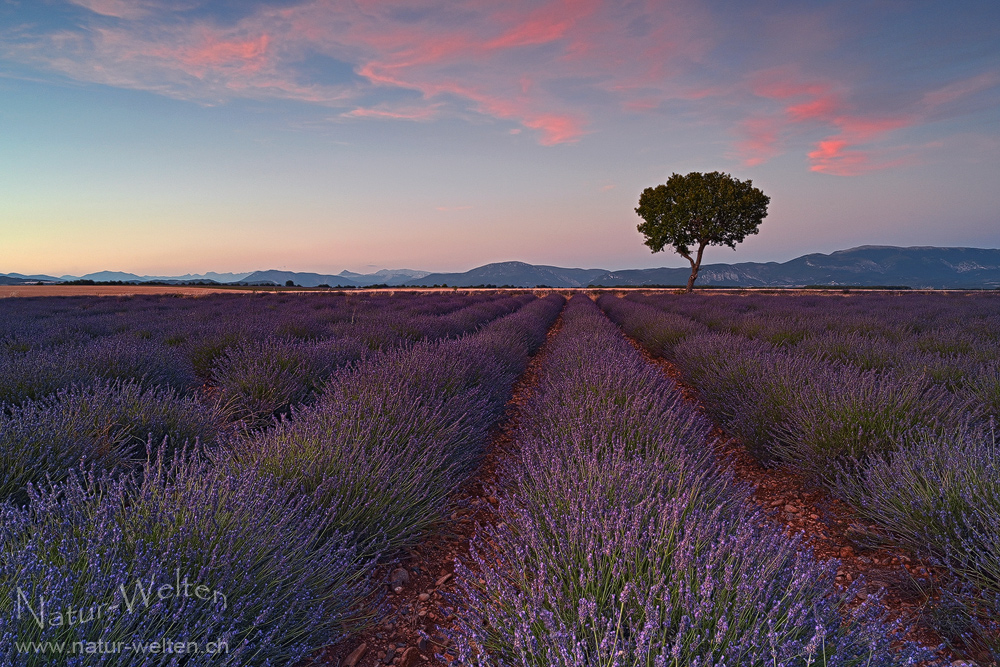 Lavendel Traum