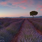 Lavendel Traum