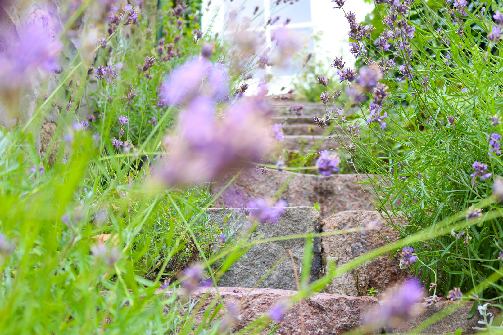 Lavendel-Treppe