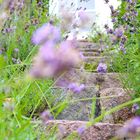 Lavendel-Treppe