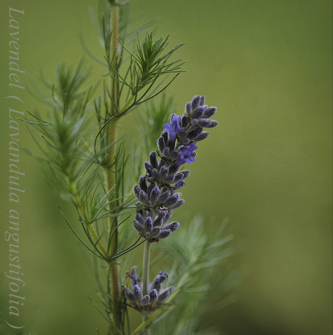 Lavendel trifft Beifuß