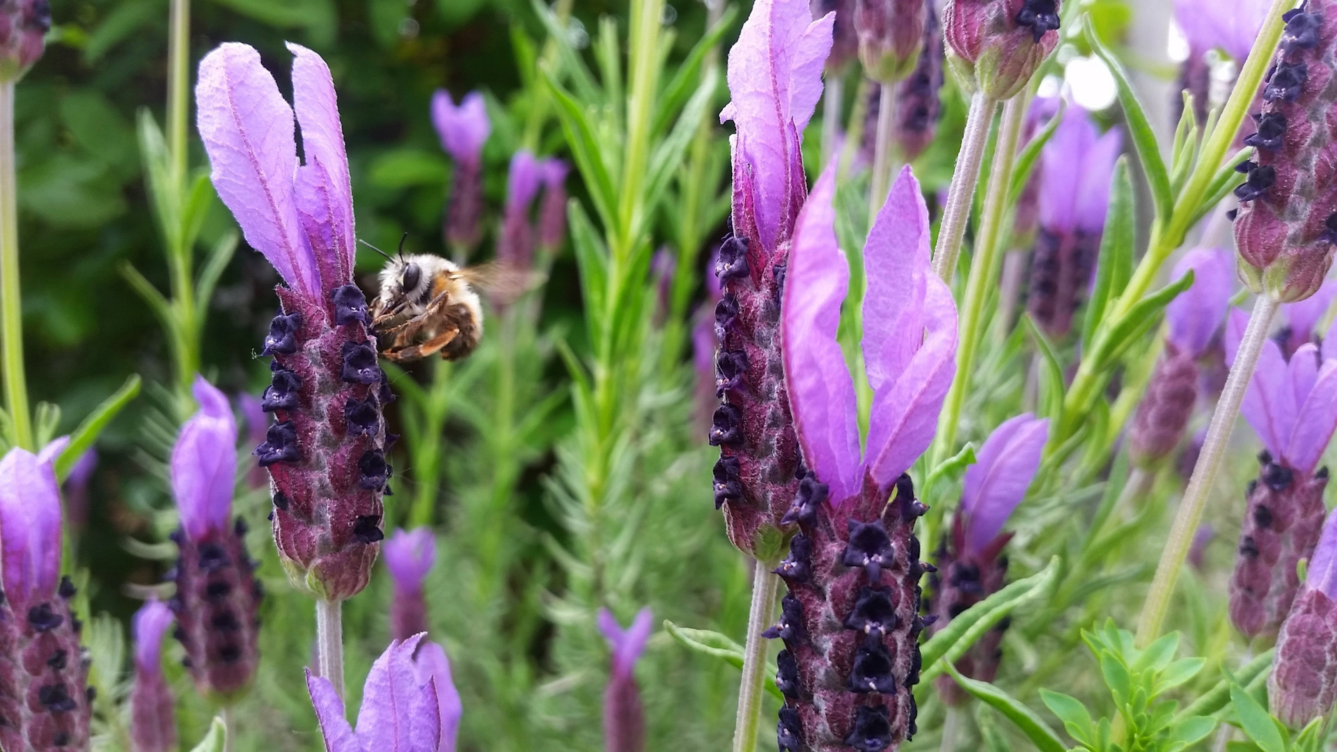 Lavendel trifft Biene