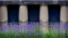 Lavendel trifft Jugendstil