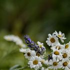 Lavendel trifft Marienkraut