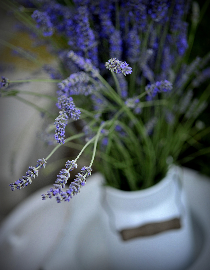 Lavendel trifft Milchkanne