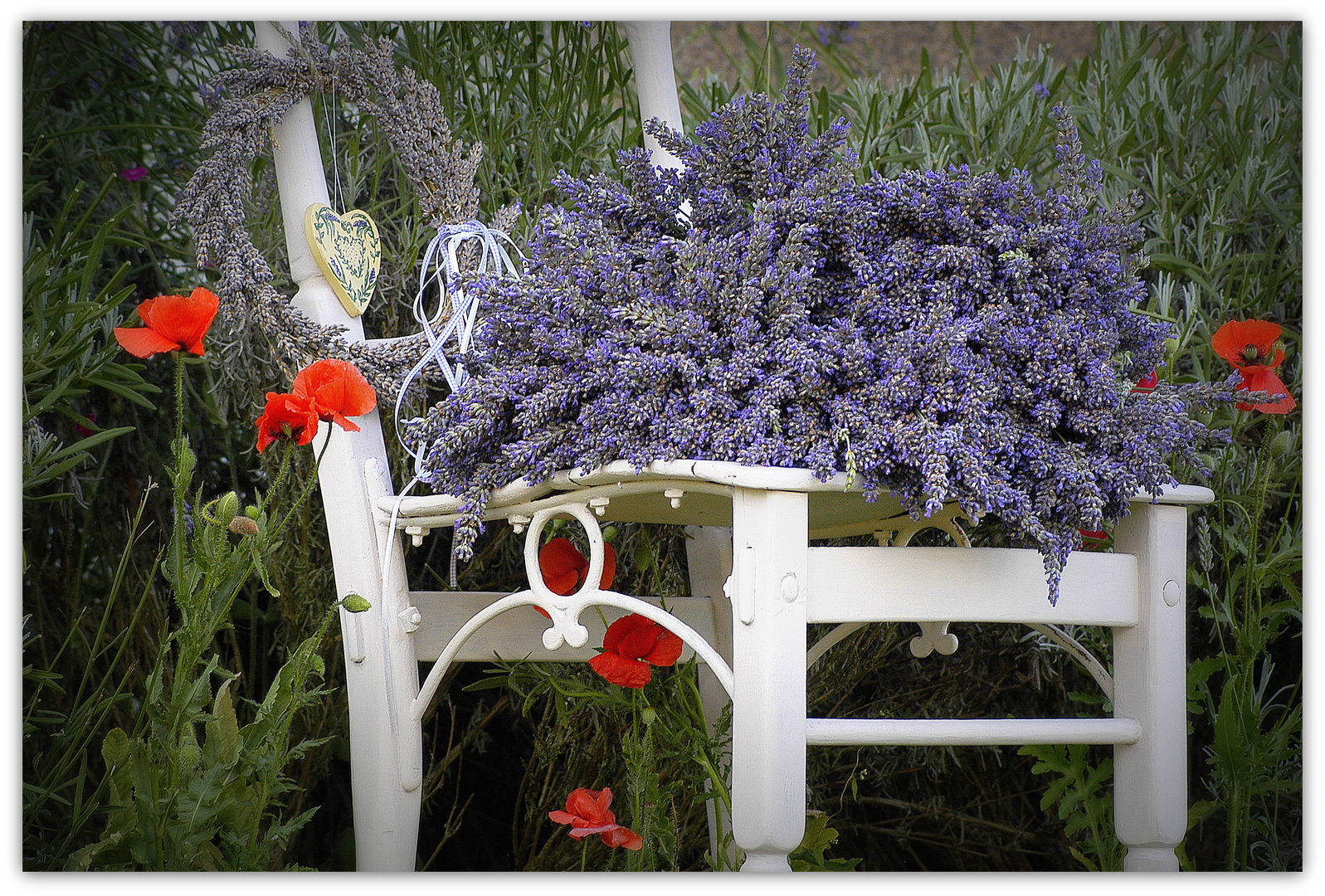 Lavendel trifft Mohn