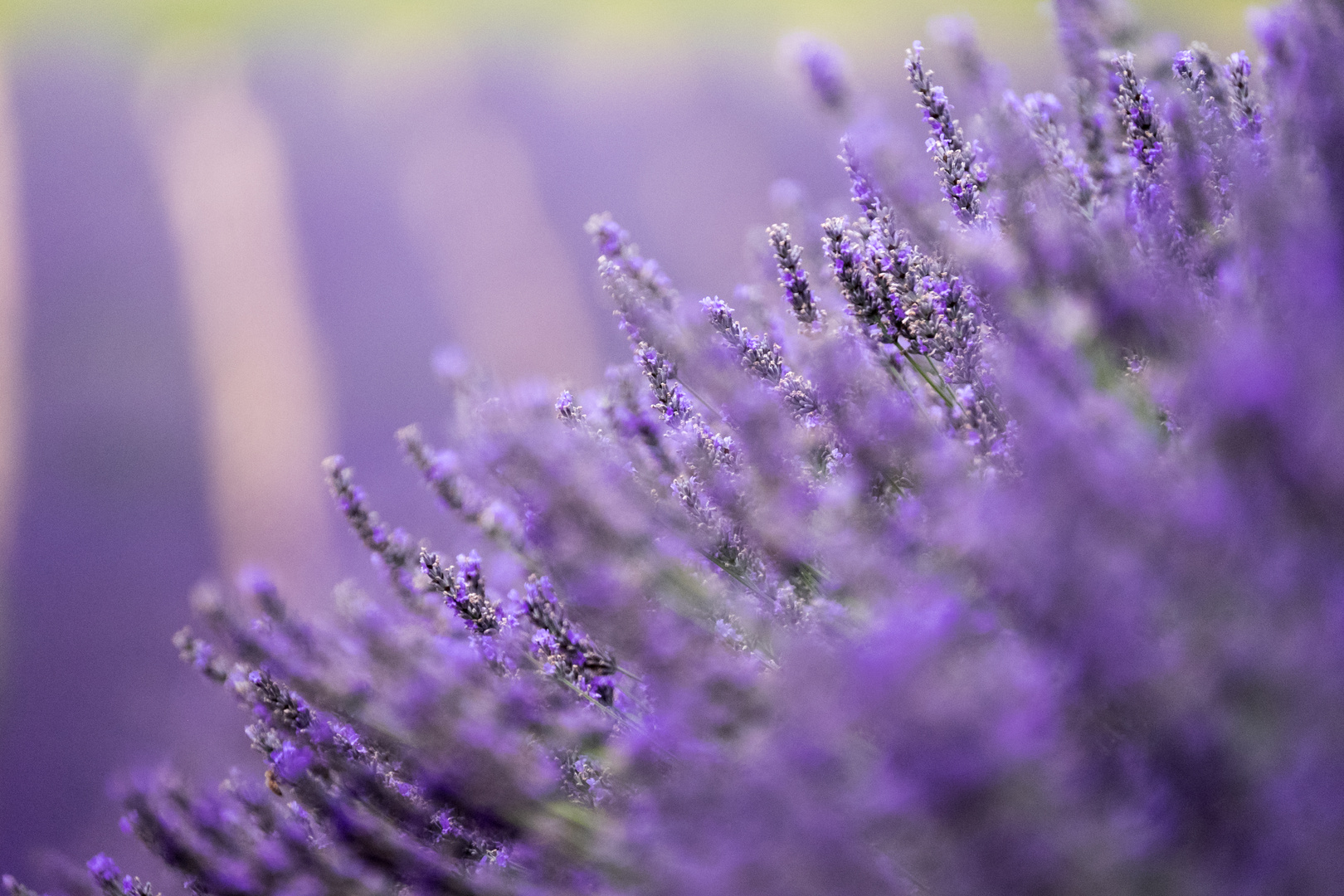 Lavendel überall 