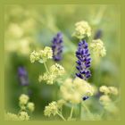Lavendel umarmt vom Frauenmantel... ( Alchimilla vulgaris )