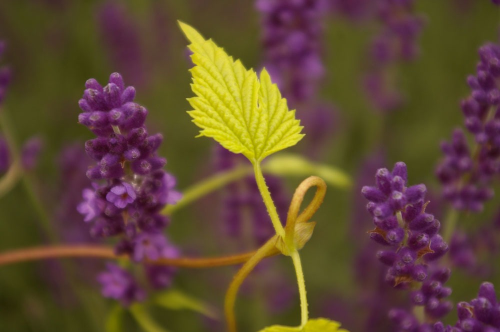 Lavendel umgarnt vom Goldhopfen