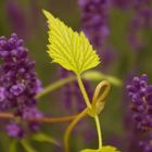 Lavendel umgarnt vom Goldhopfen