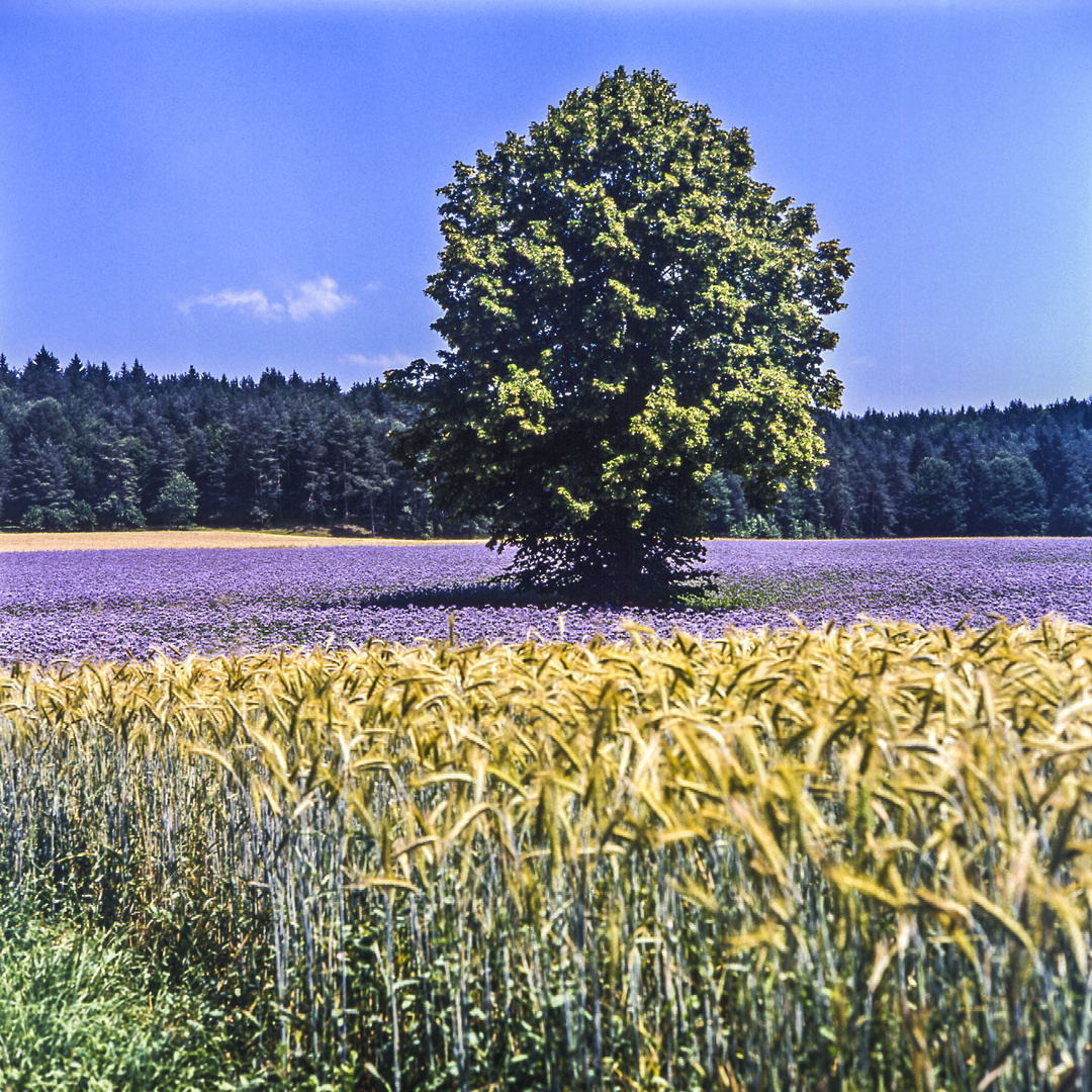 Lavendel und Baum