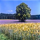 Lavendel und Baum