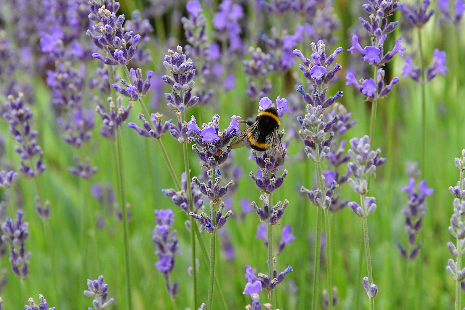 Lavendel und Besucher