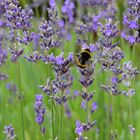 Lavendel und Besucher