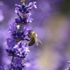 Lavendel und Biene