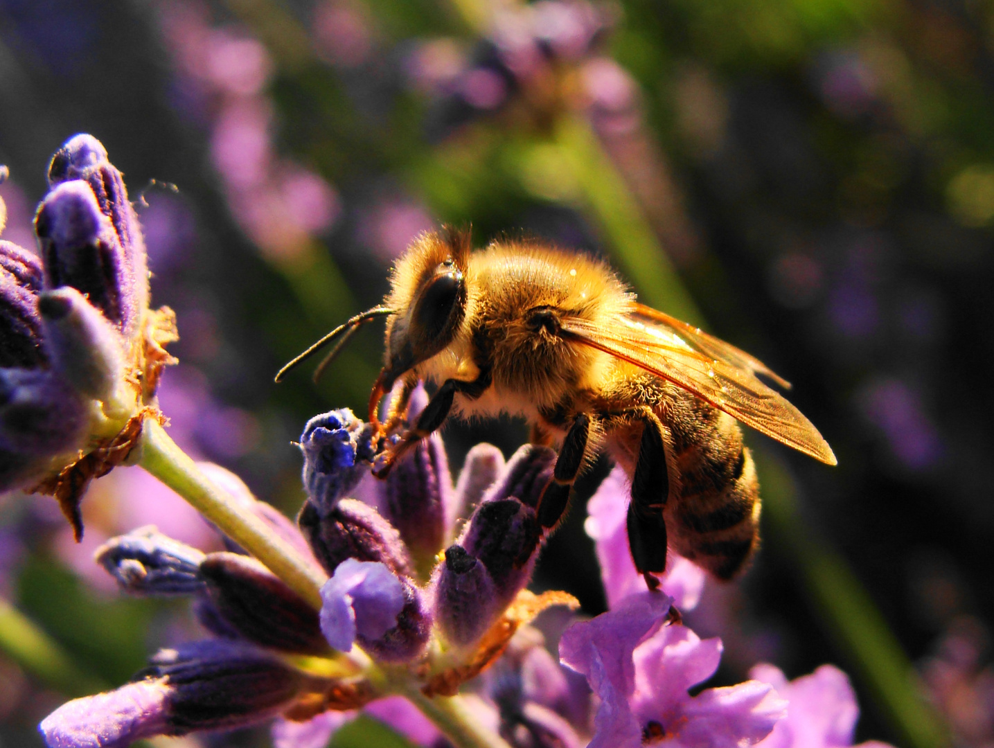 Lavendel und Bienen - die perfekte Liaison