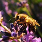 Lavendel und Bienen - die perfekte Liaison