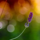 Lavendel und Bokeh