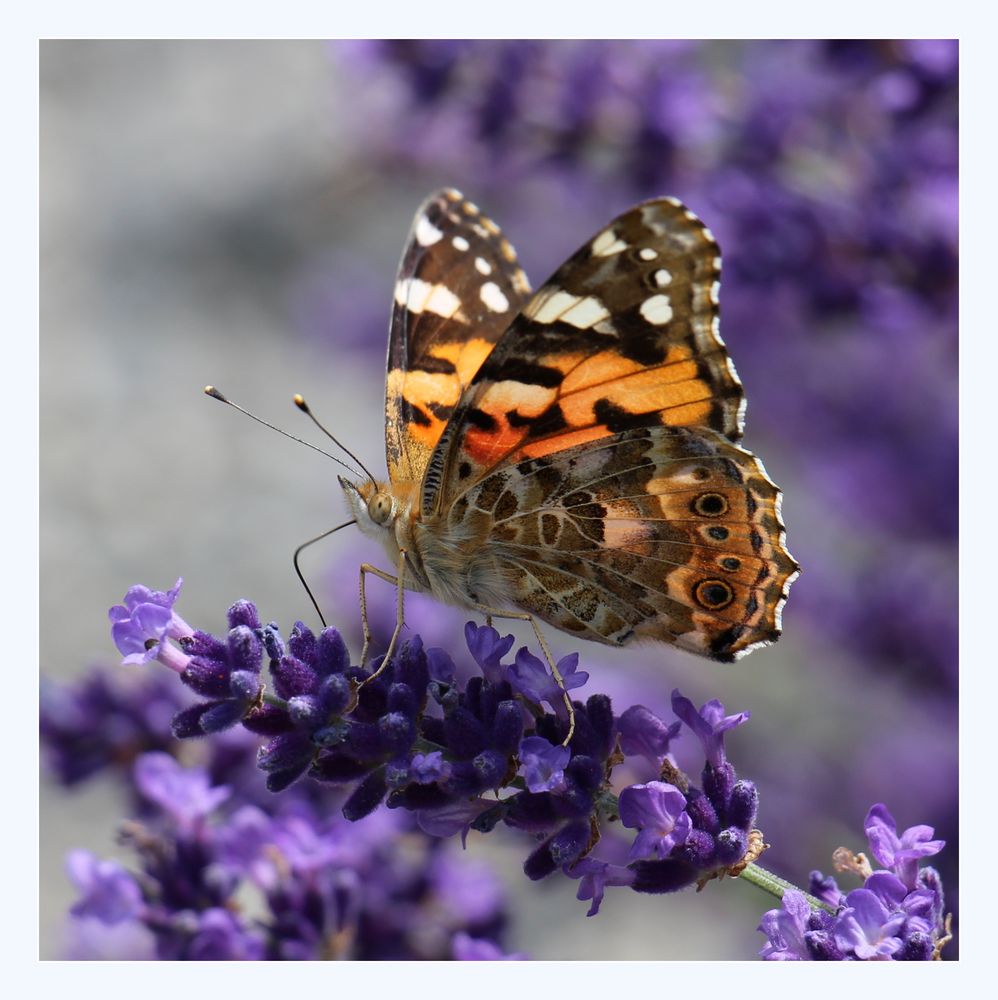 Lavendel und der Schmetterling 