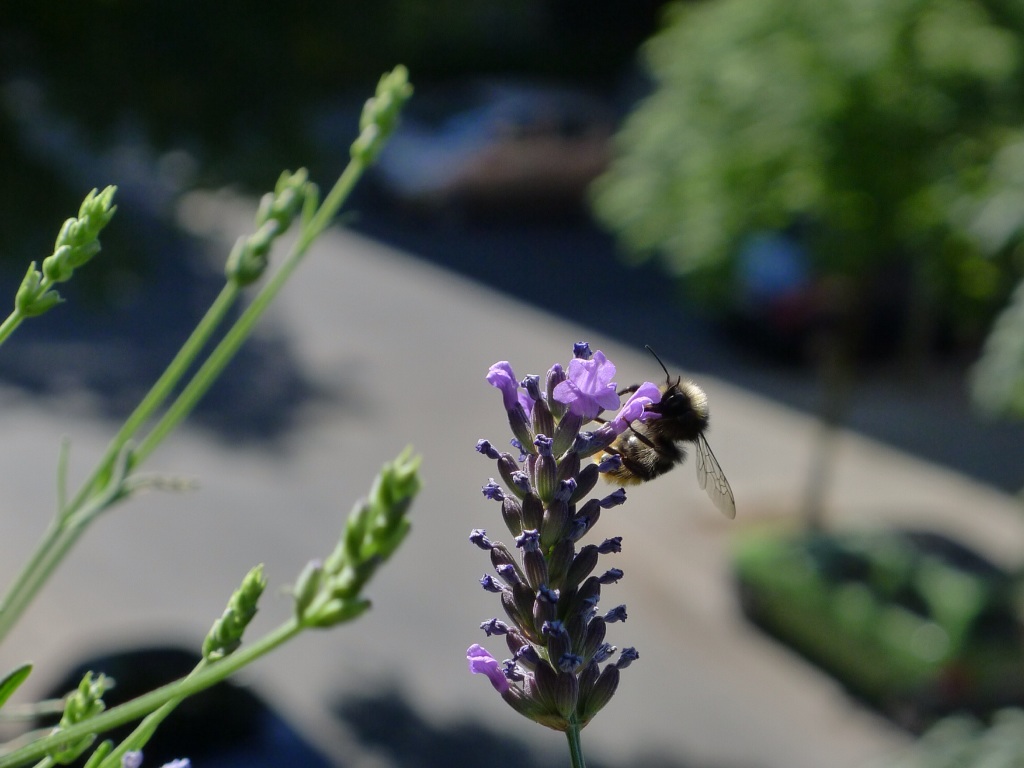 Lavendel und die Biene.