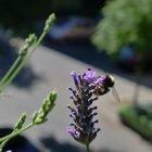 Lavendel und die Biene.