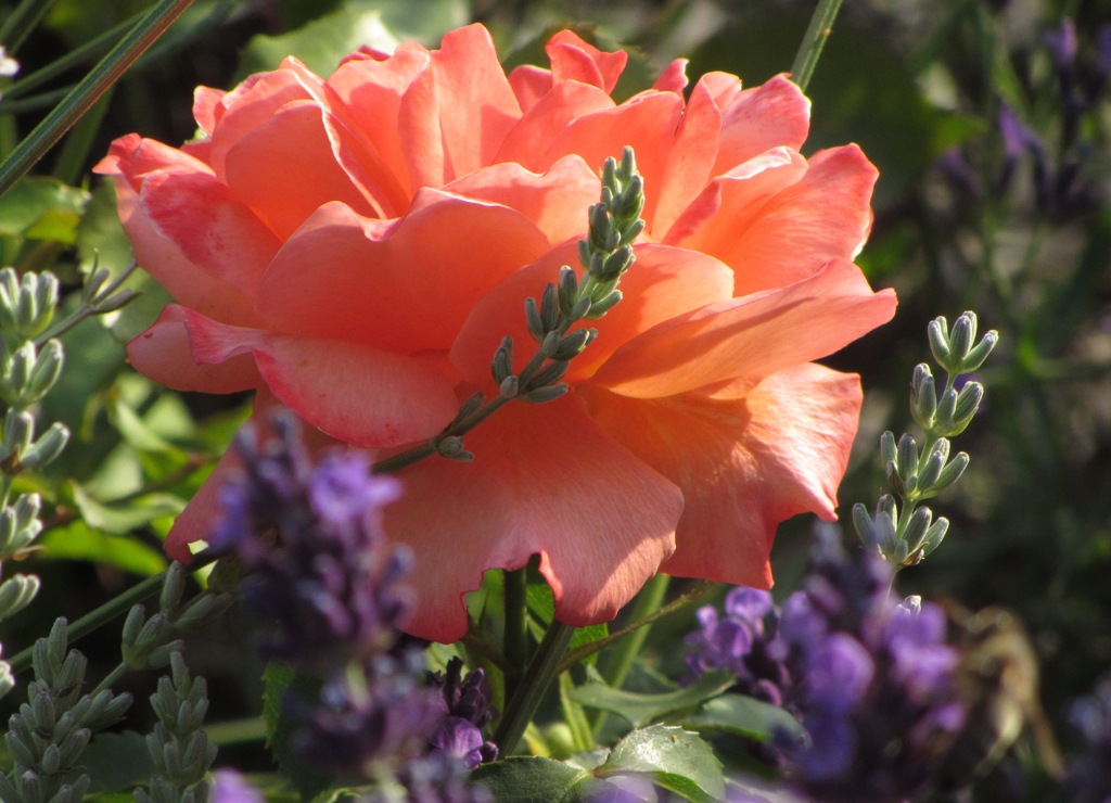 Lavendel und eine Rose