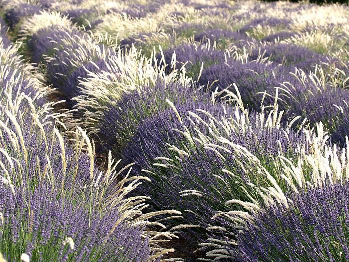 Lavendel Und Gräser lavendel und gr 228 ser foto bild landschaft 196 cker Lavendel Und Gräser lavendel und gr 228 ser foto bild landschaft 196 cker