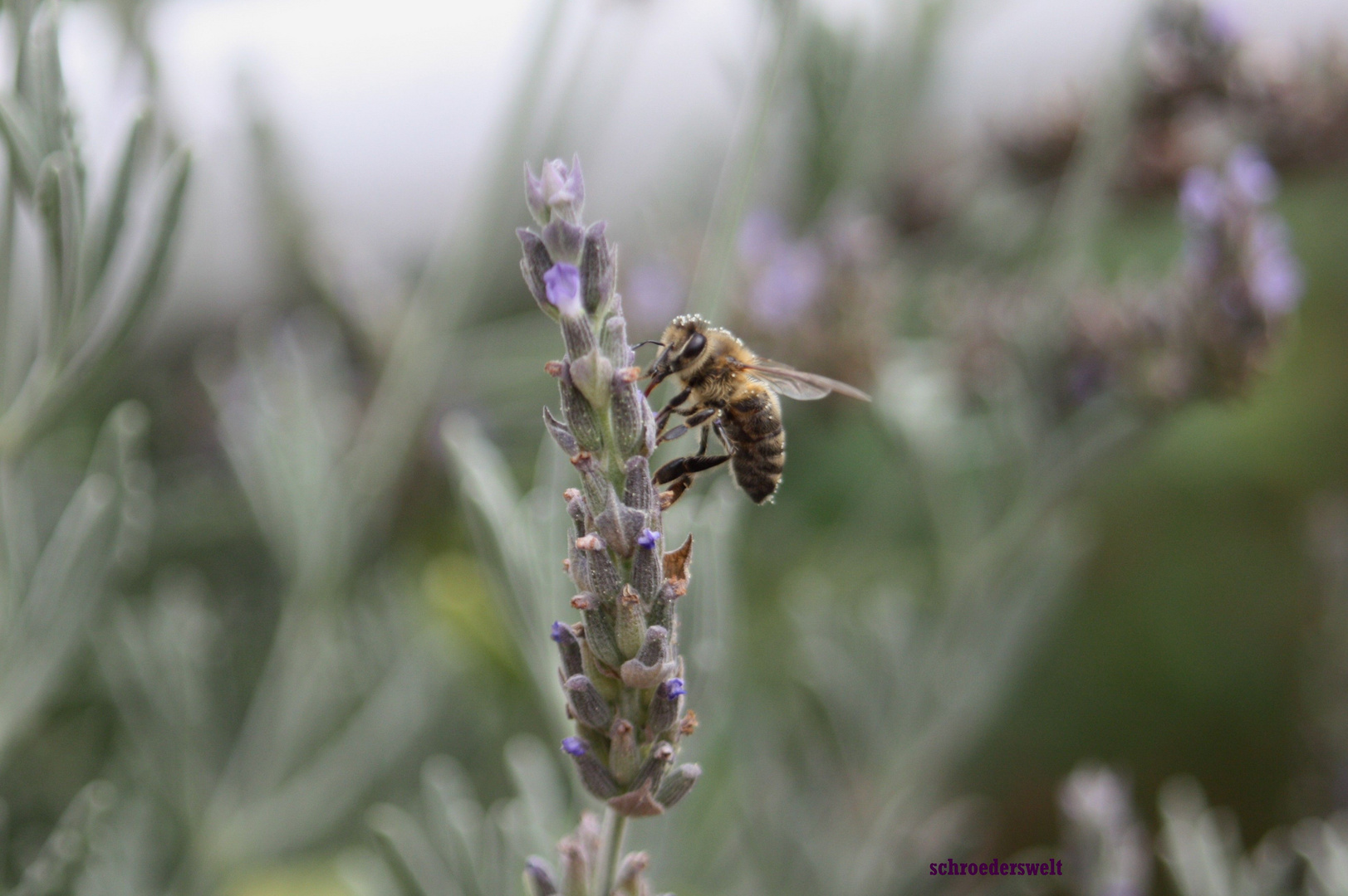 Lavendel und Honigbiene