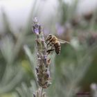 Lavendel und Honigbiene