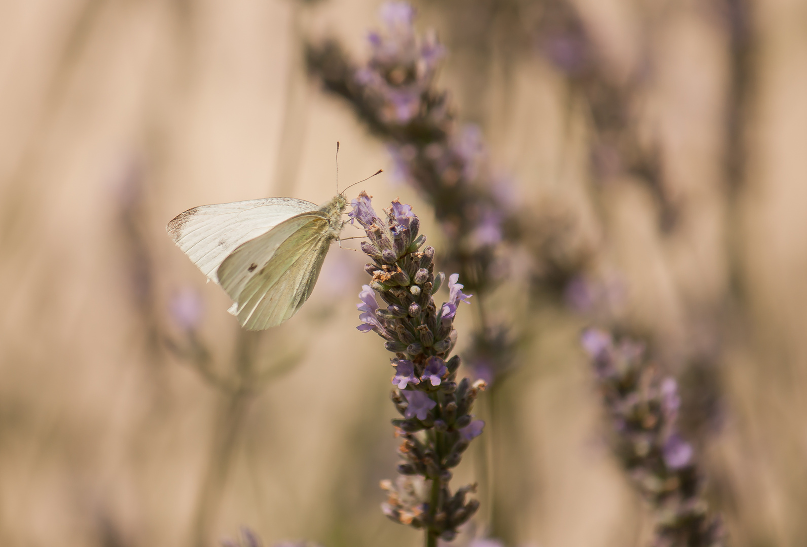 Lavendel und ihre Freunde