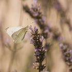 Lavendel und ihre Freunde