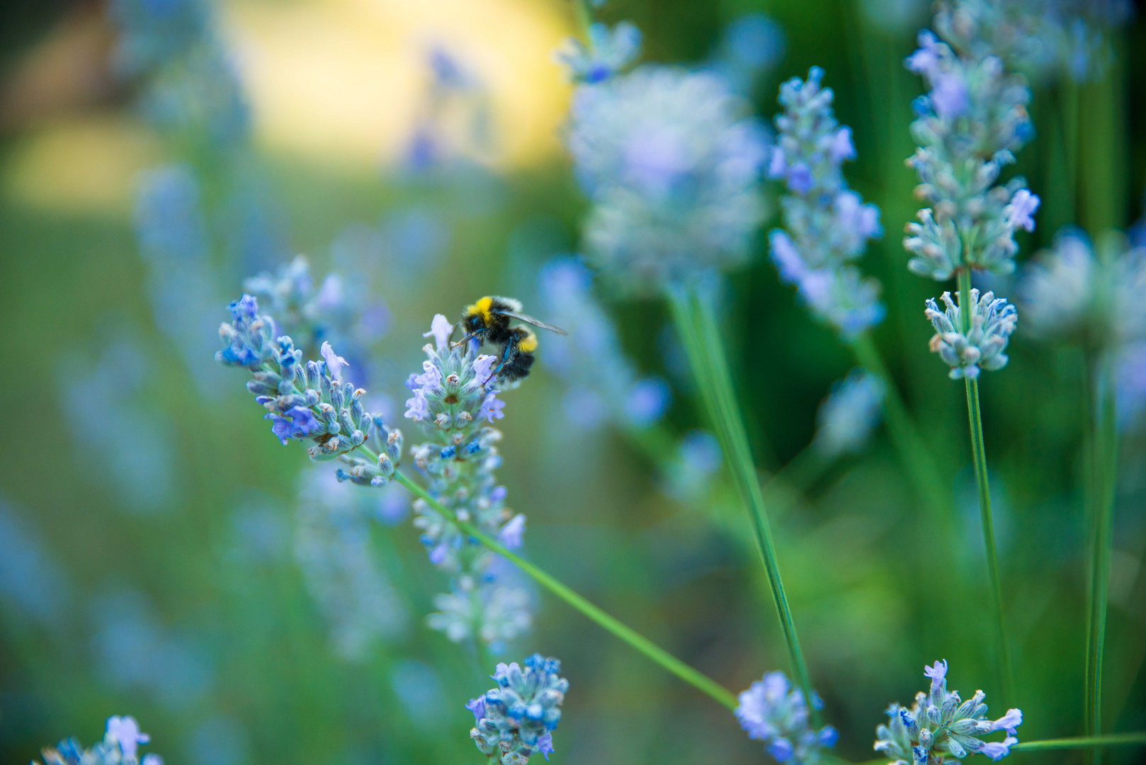 Lavendel und Insekt