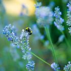 Lavendel und Insekt