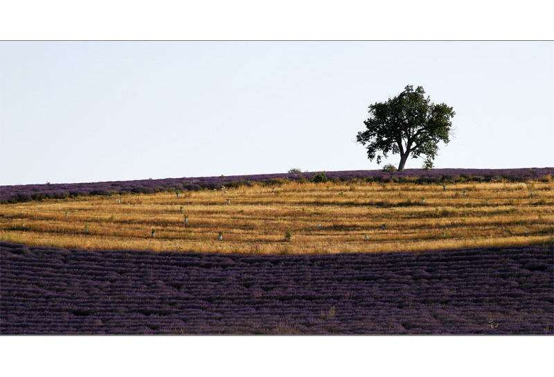 Lavendel und Korn