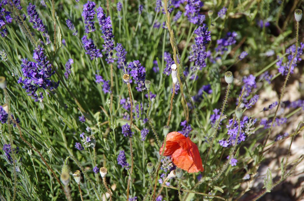 Lavendel und Mohn