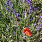 Lavendel und Mohn