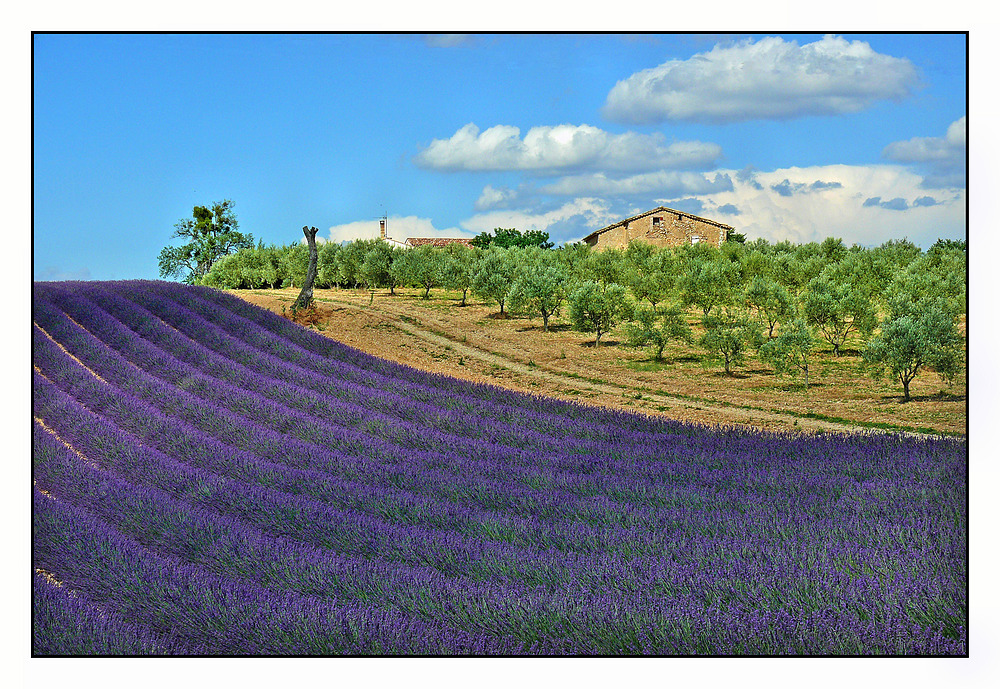 Lavendel und Oliven