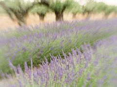 Lavendel und Oliven