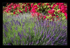 Lavendel und Rose