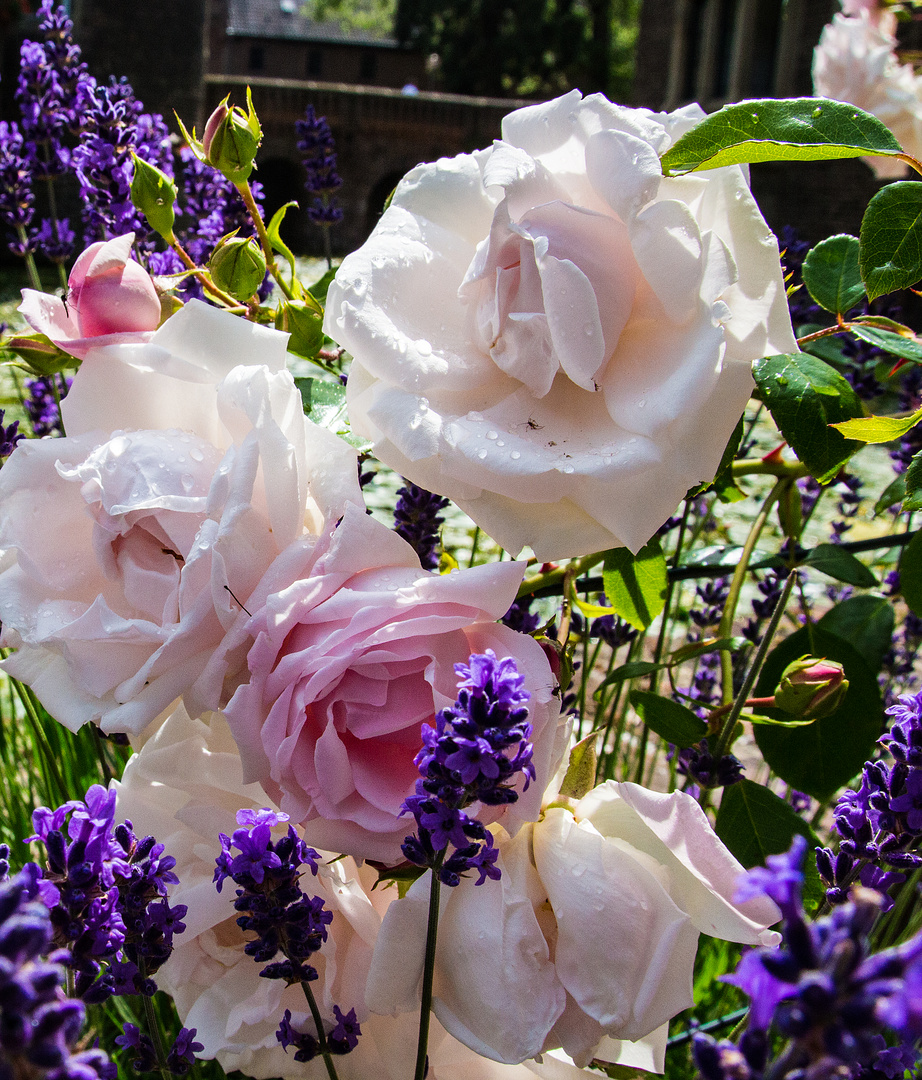 Lavendel und Rosen